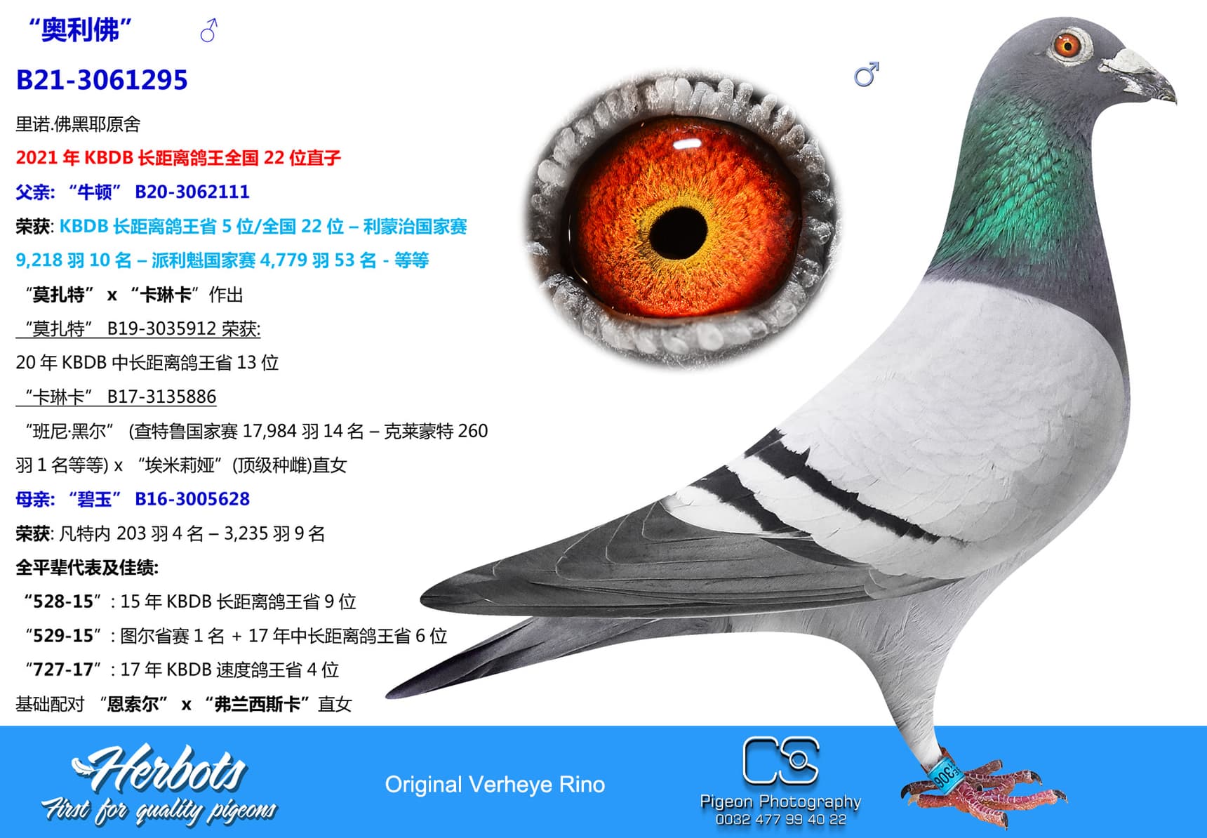 pigeon: “奥利佛”