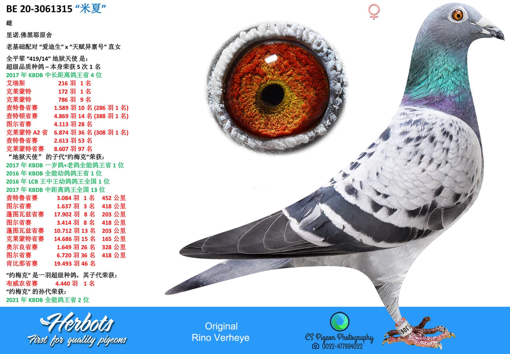 pigeon: “米夏”