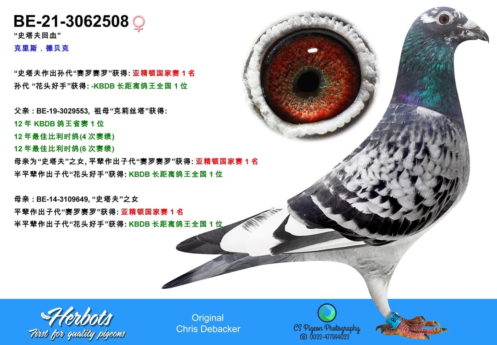 pigeon: undefined