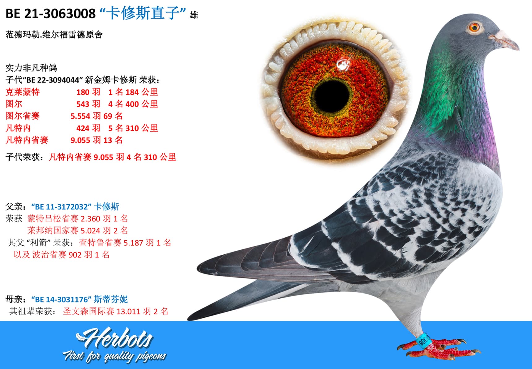 pigeon: undefined