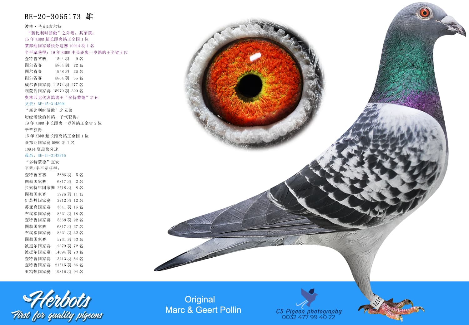pigeon: undefined