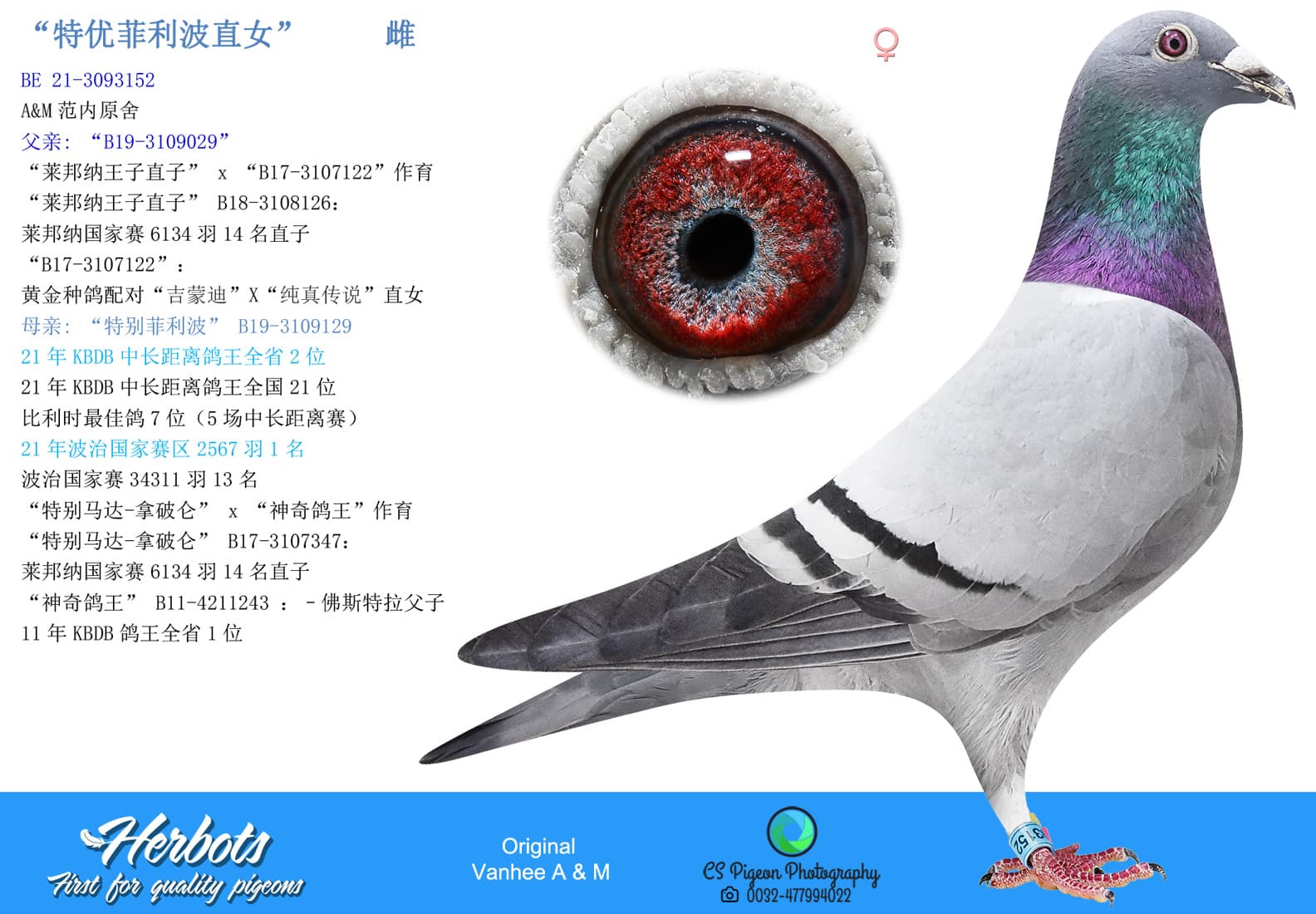 pigeon: undefined