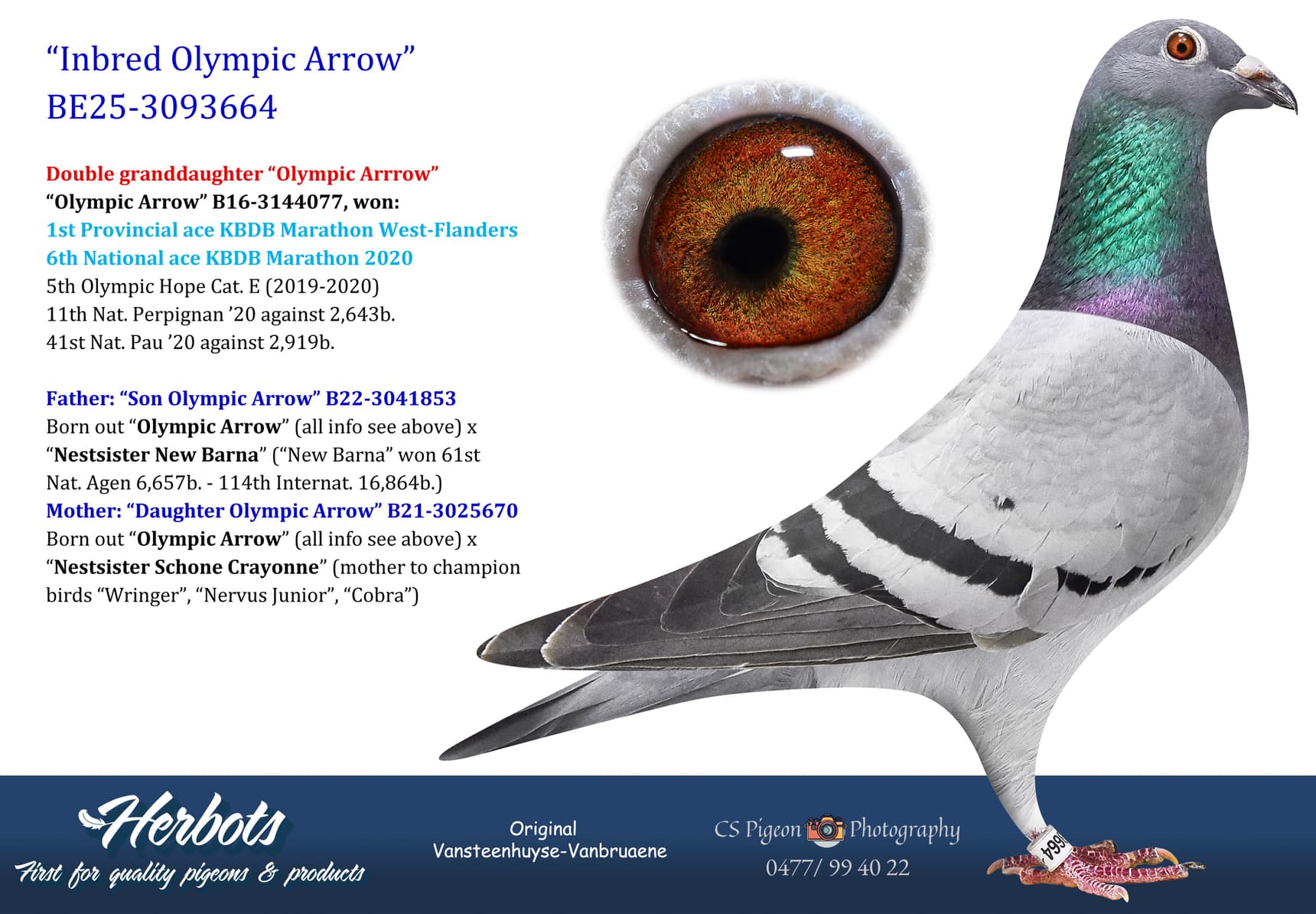 pigeon: undefined