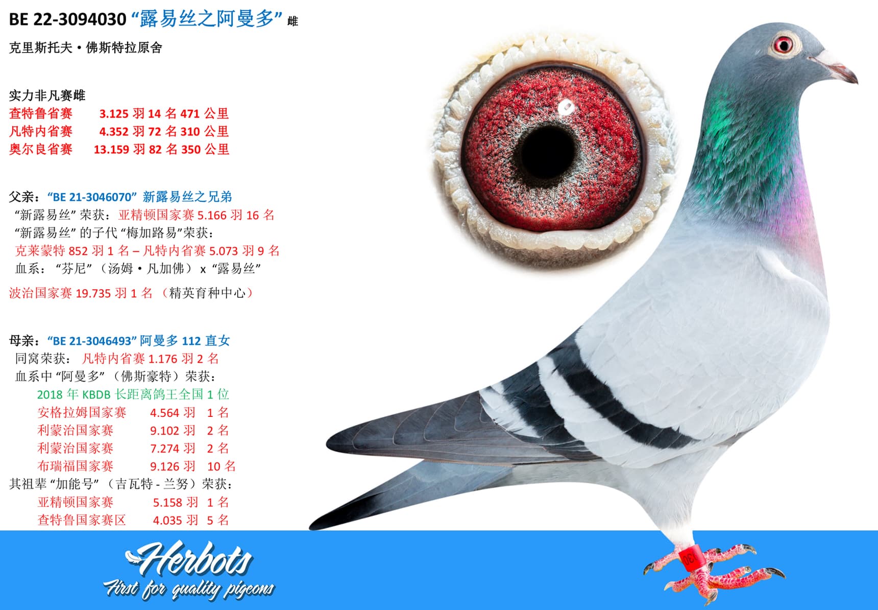 pigeon: undefined