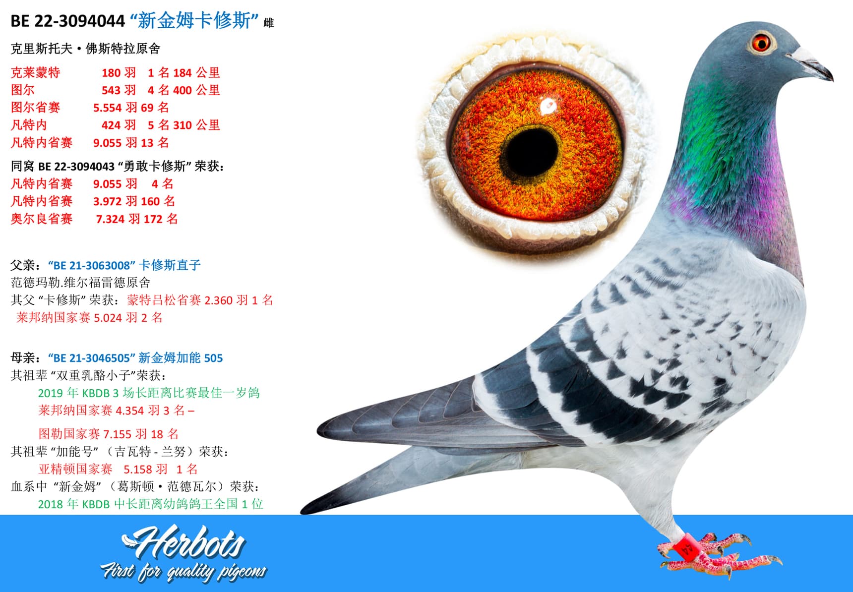 pigeon: “新金姆卡修斯”