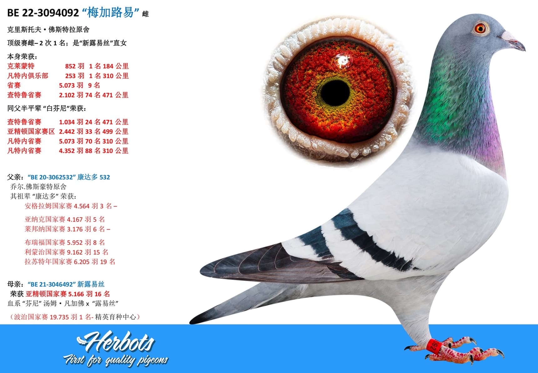 pigeon: undefined
