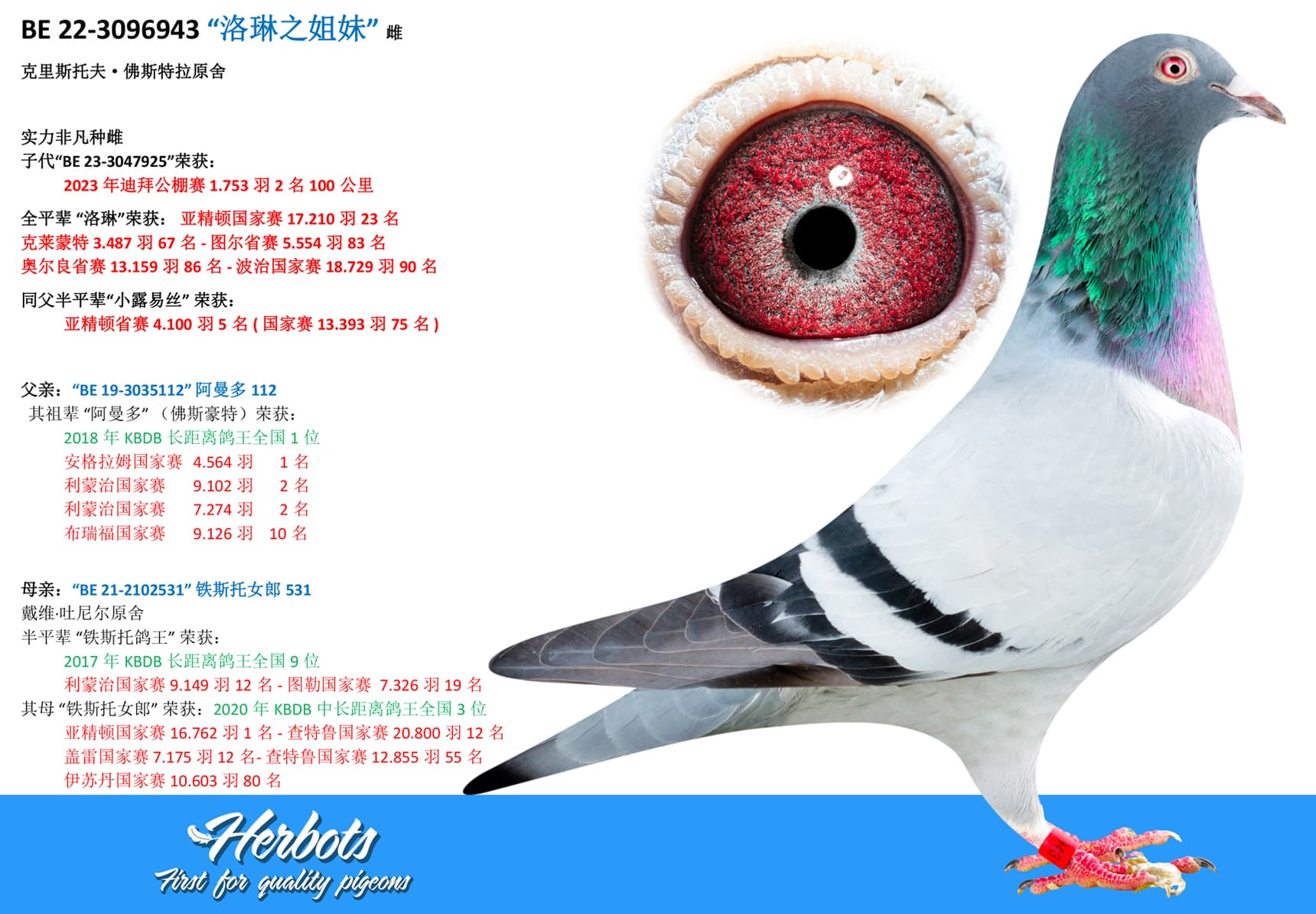 pigeon: undefined