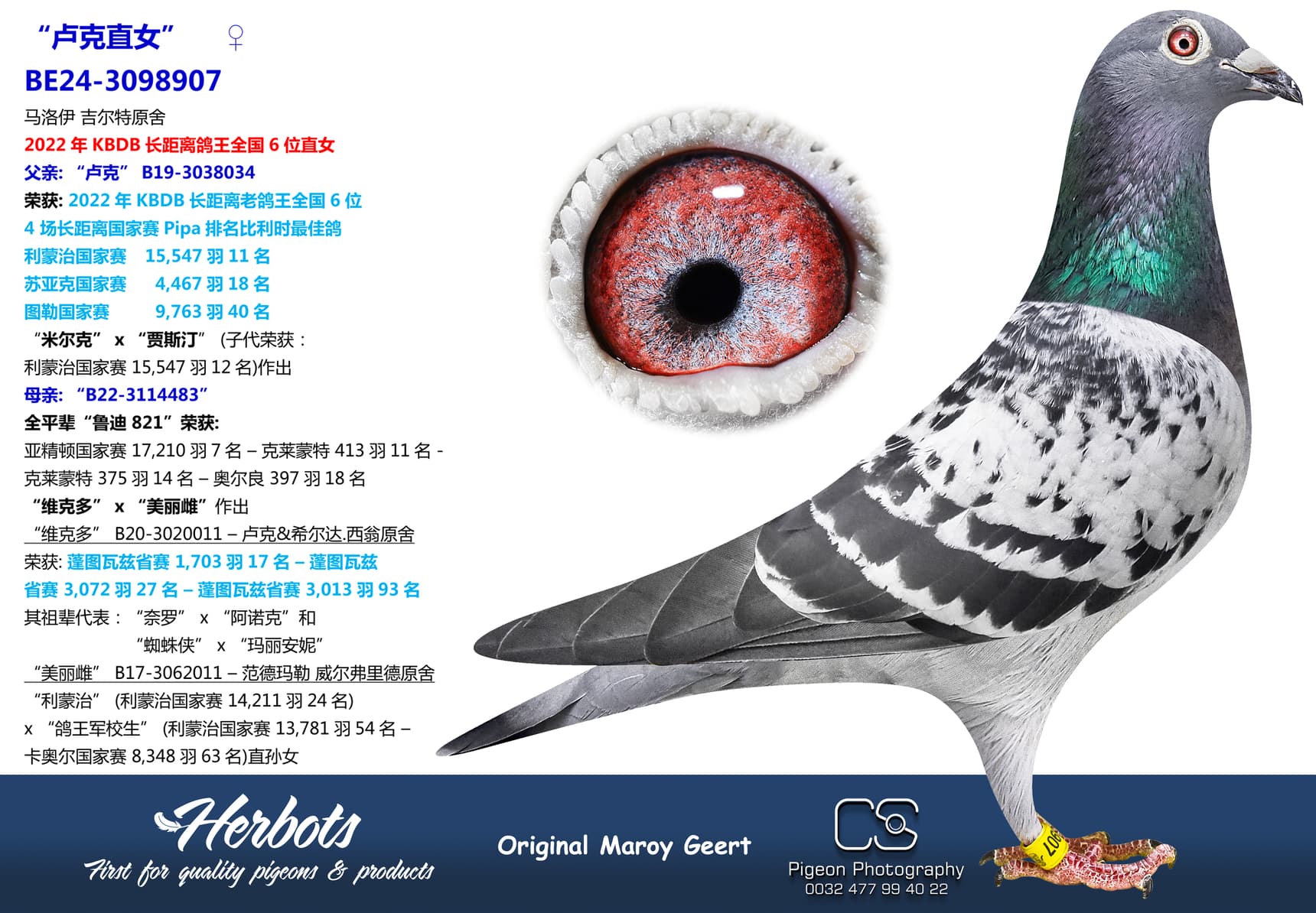 pigeon: “卢克直女”