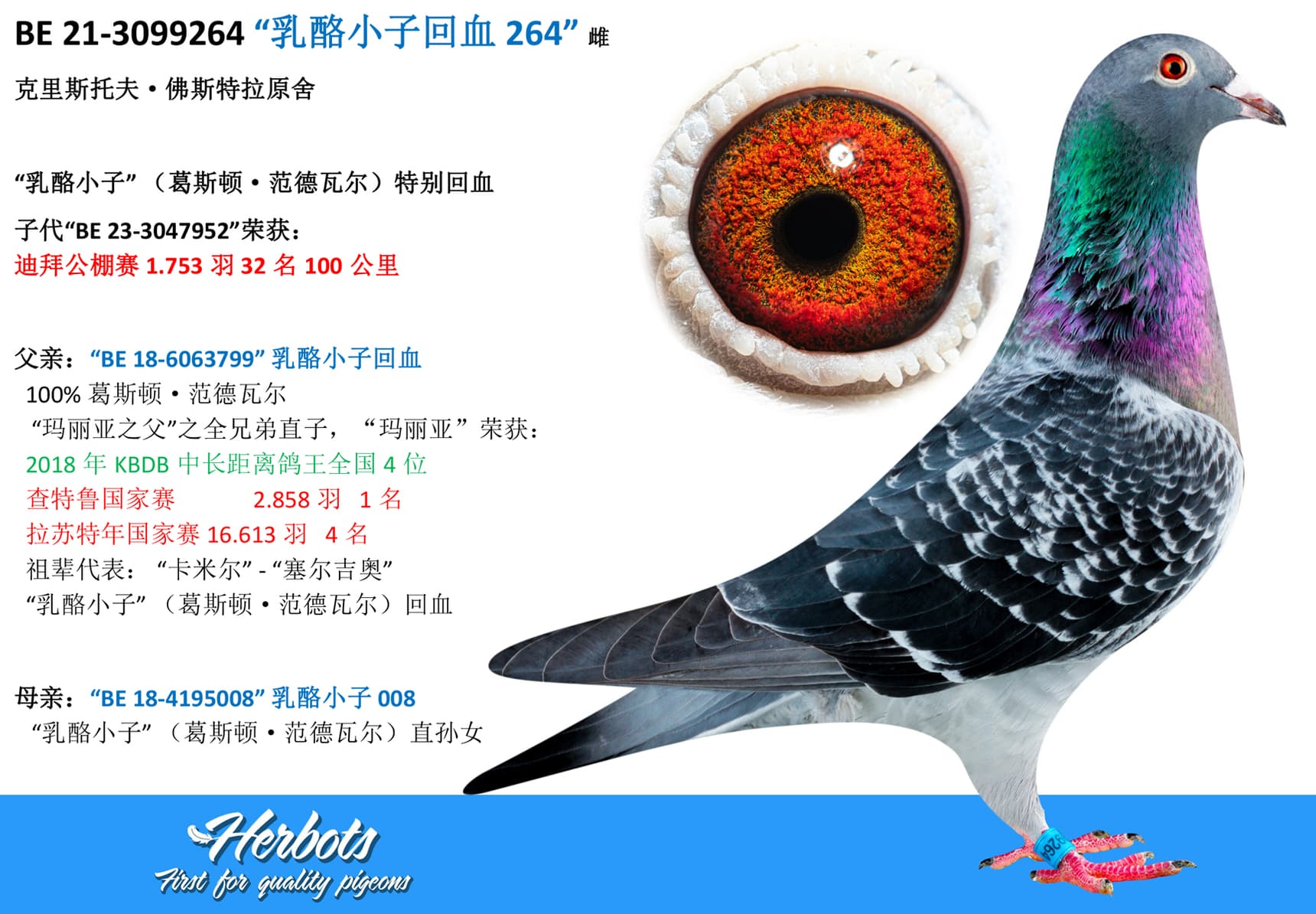 pigeon: undefined