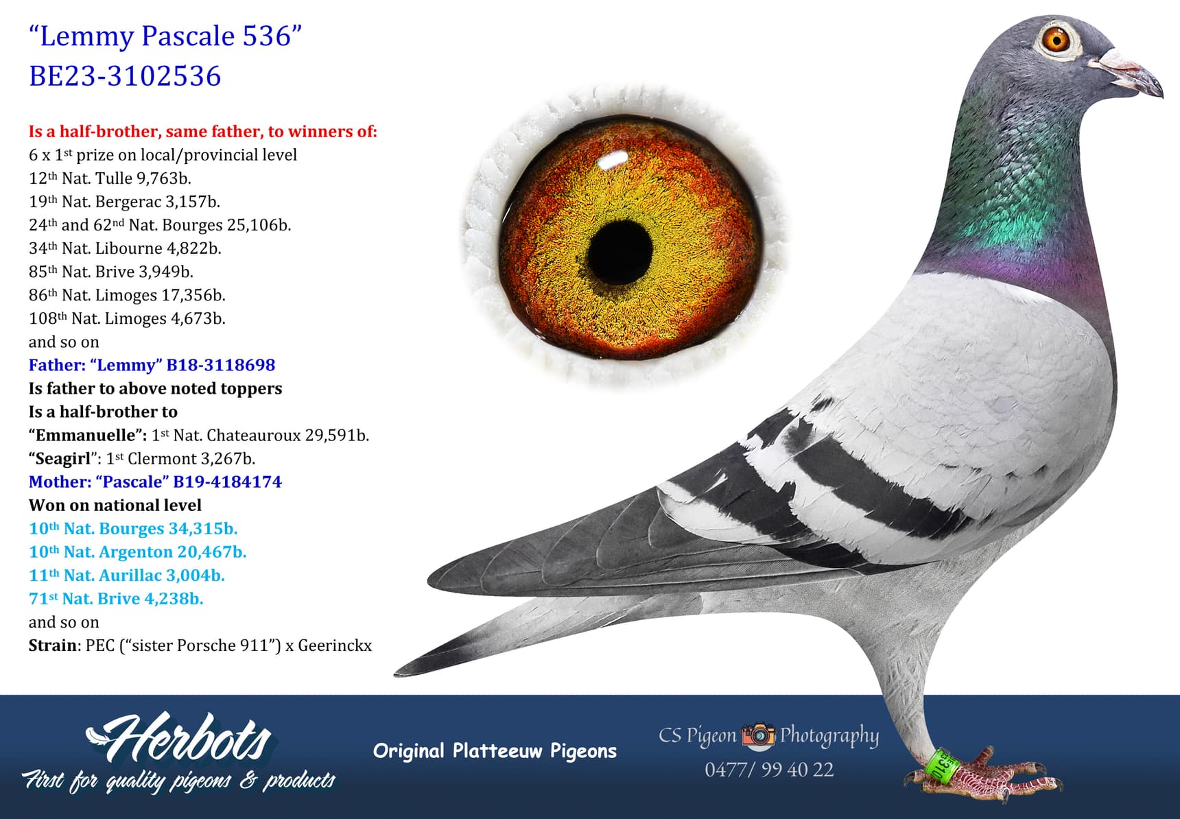 pigeon: undefined