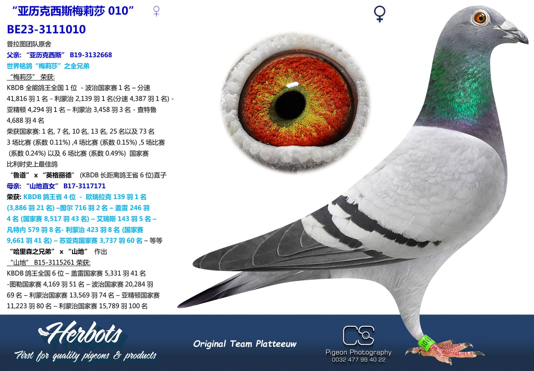 pigeon: undefined