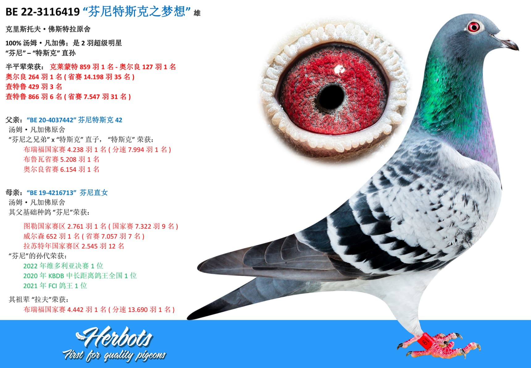 pigeon: “芬尼特斯克之梦想”