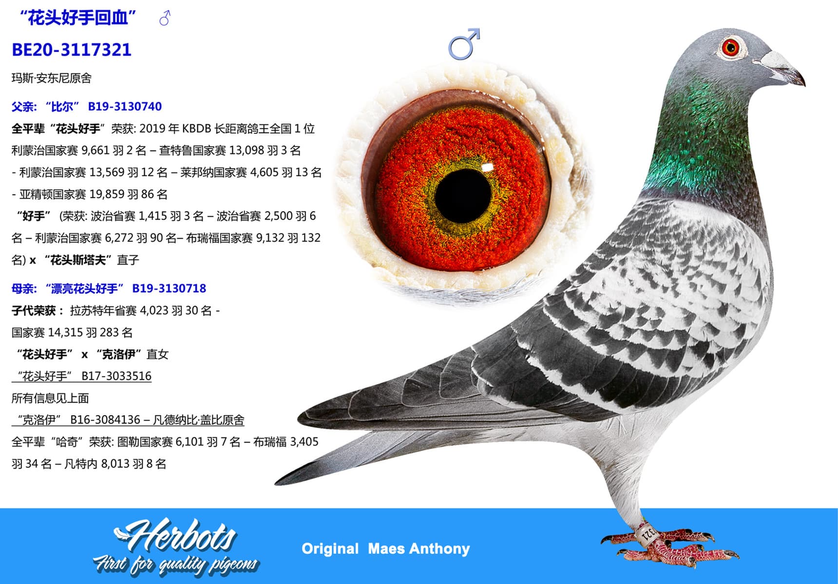 pigeon: “花头好手回血”