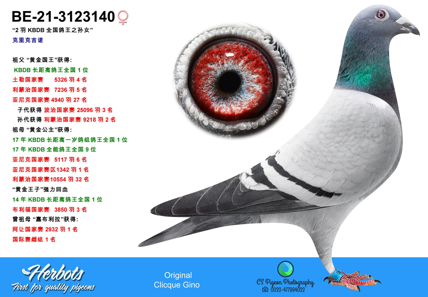 pigeon: undefined