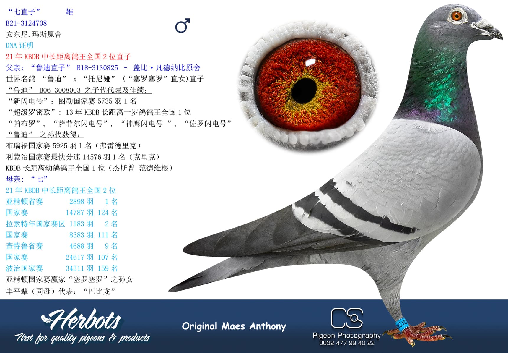 pigeon: undefined