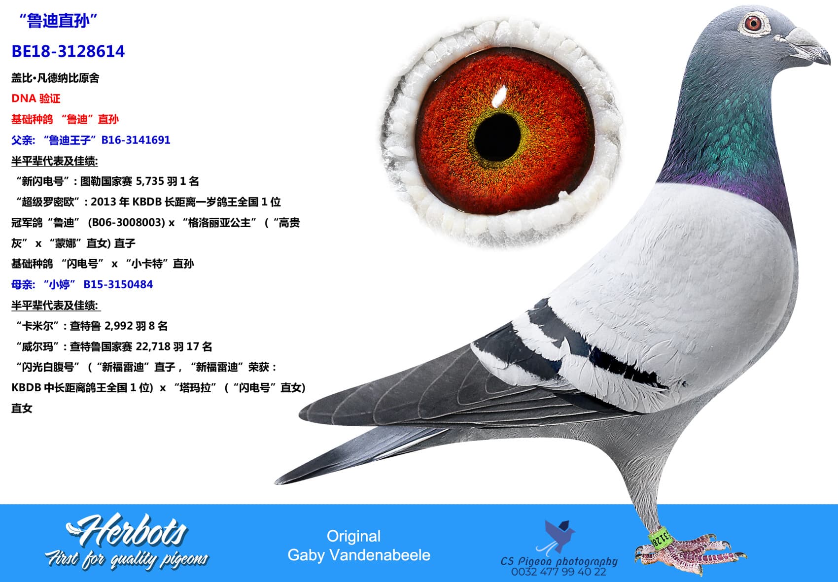 pigeon: undefined