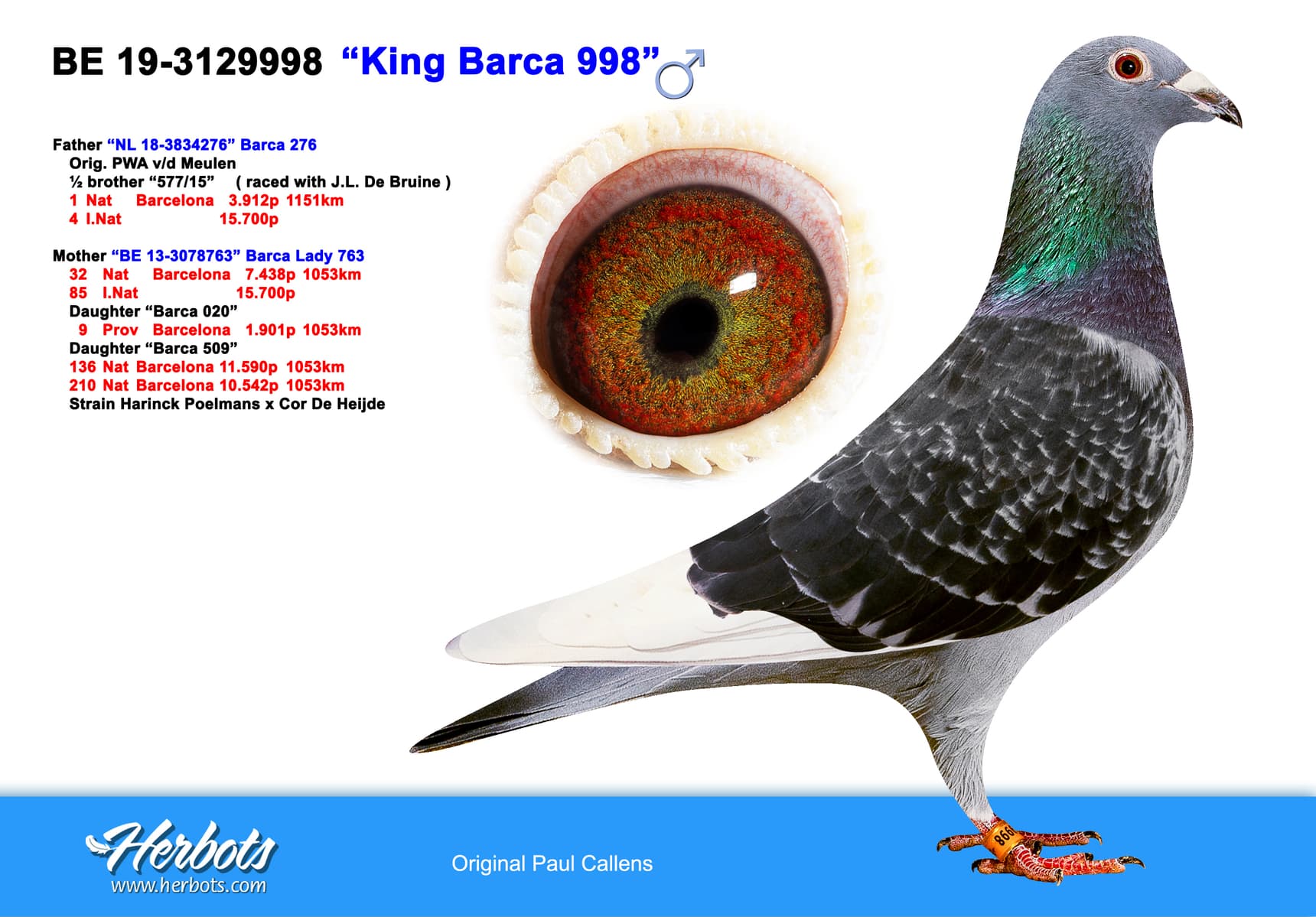 pigeon: undefined