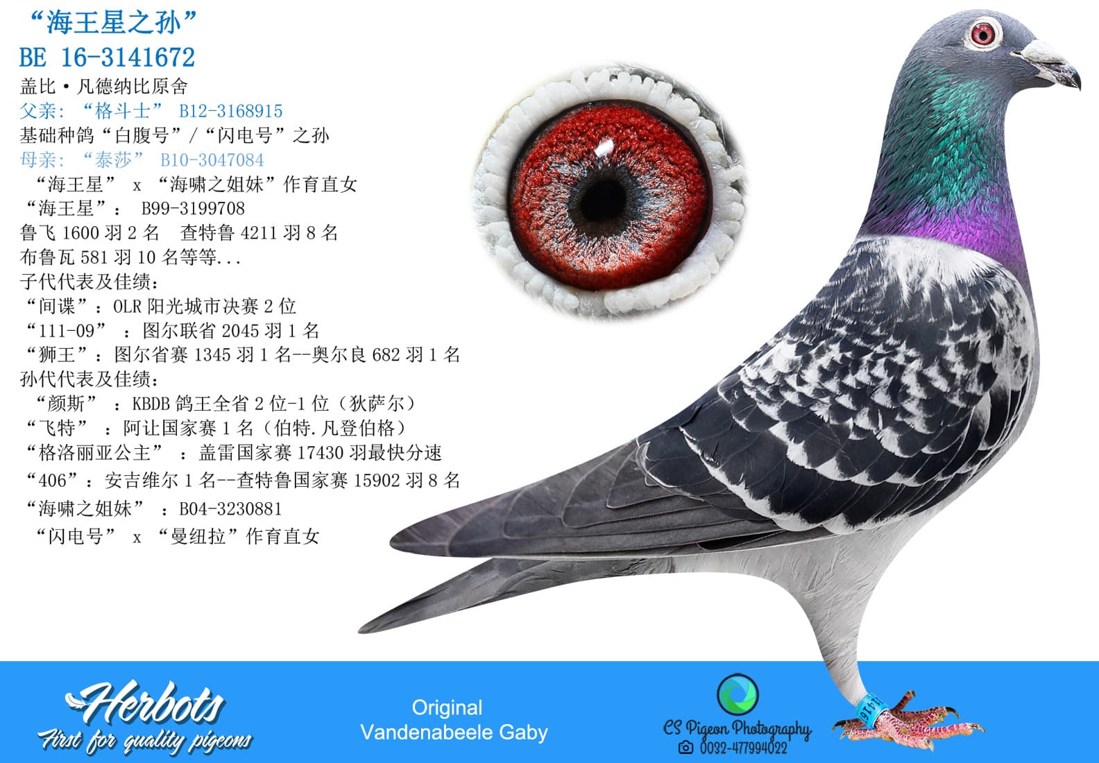 pigeon: undefined