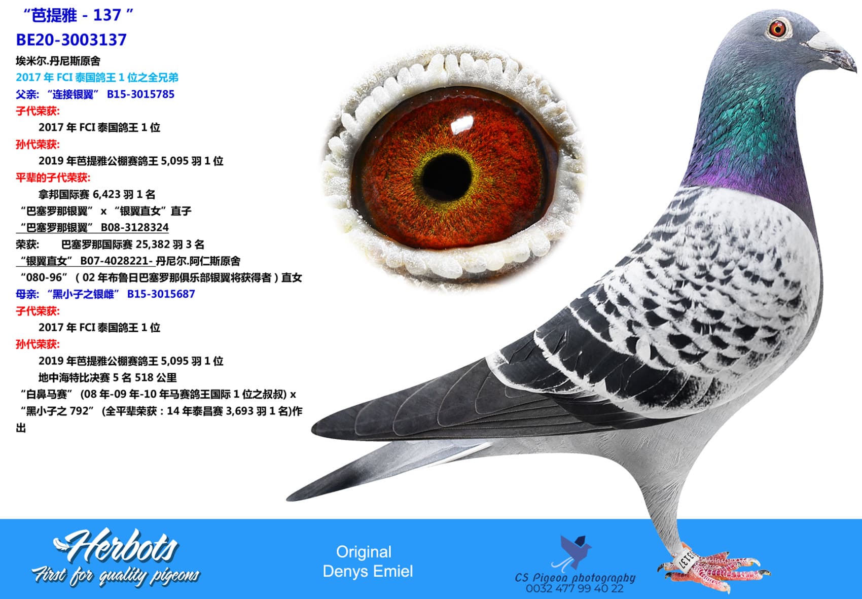 pigeon: “芭提雅-137 ”