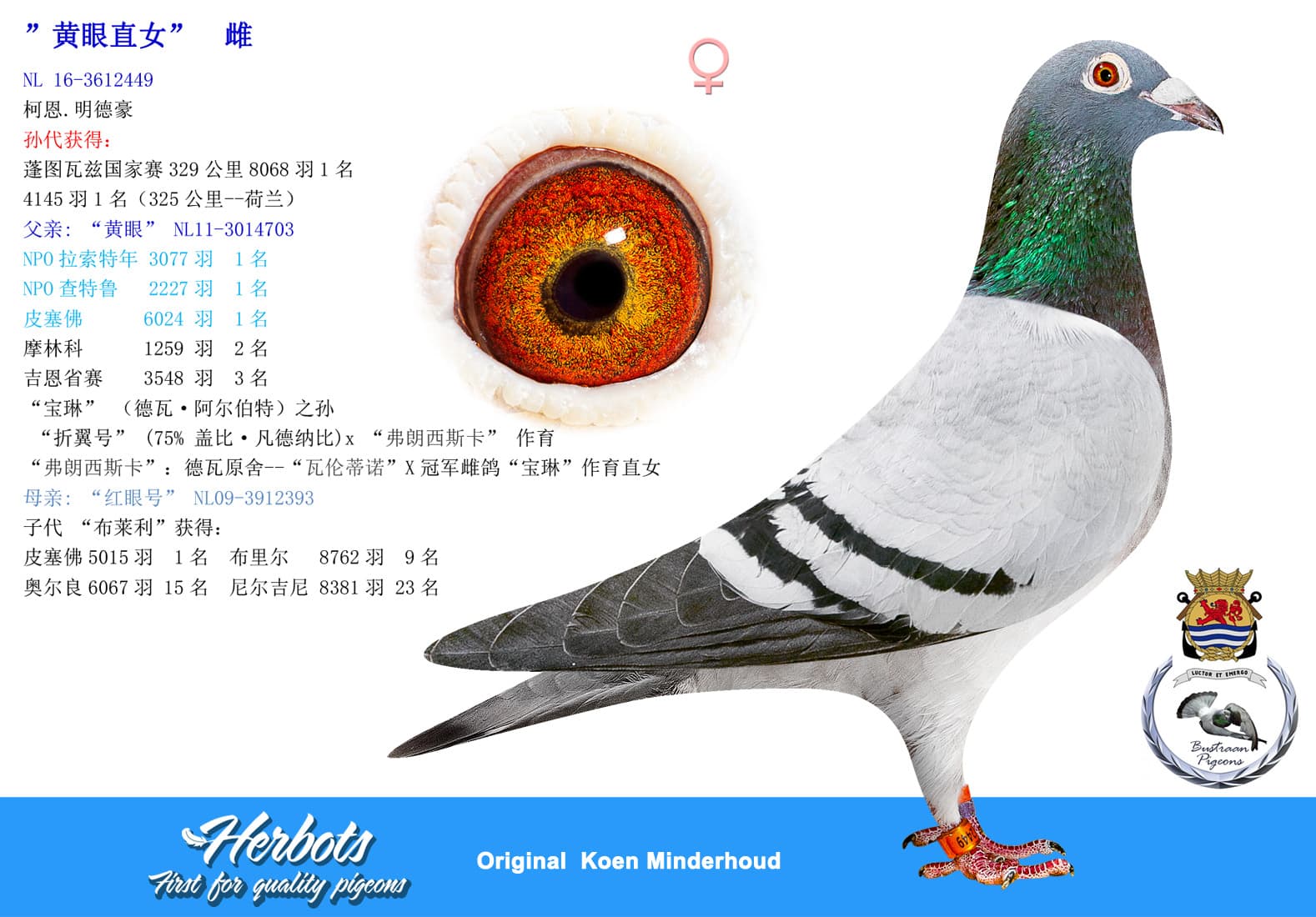 pigeon: ”黄眼直女”