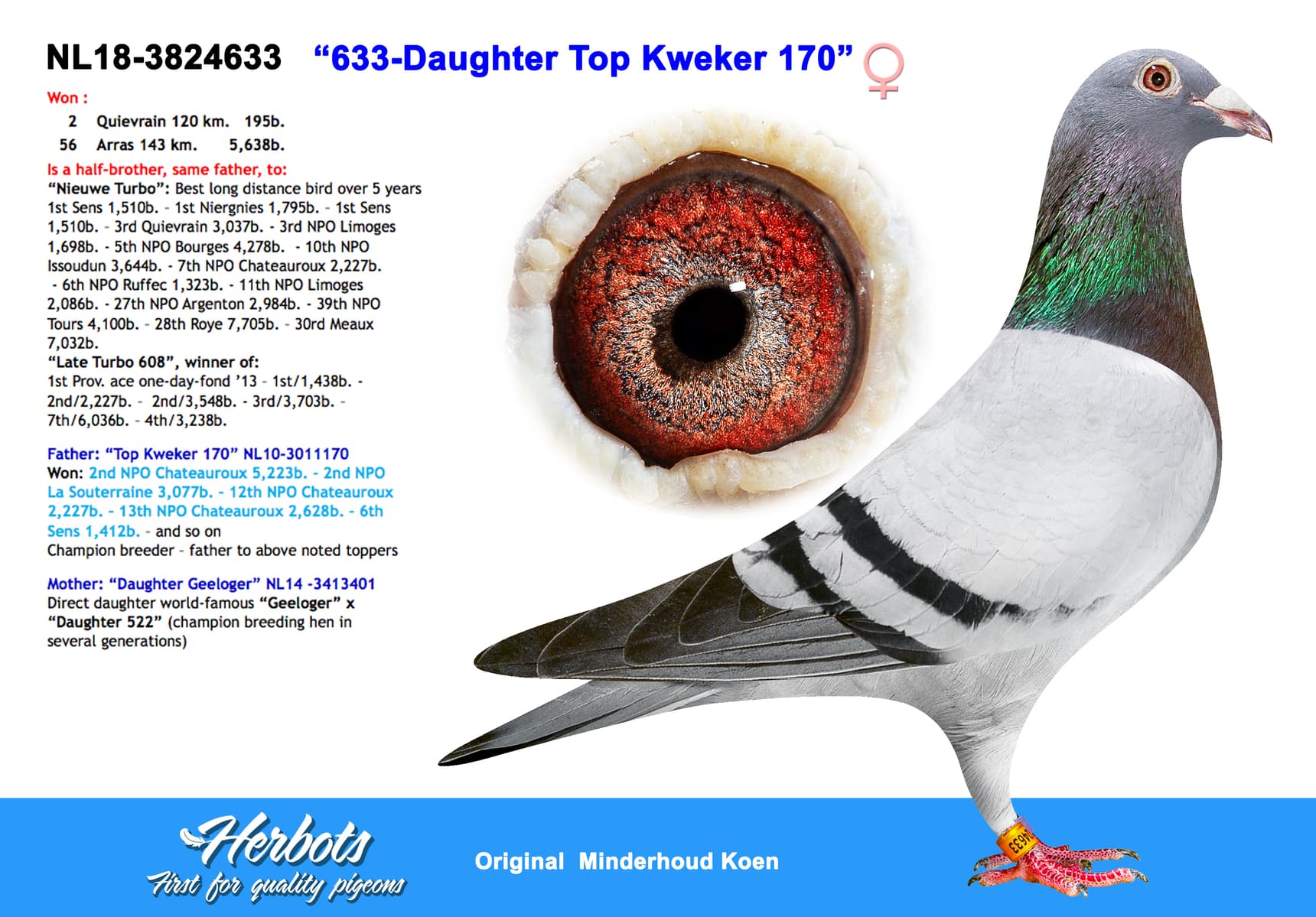pigeon: “633-Daughter Top Kweker 170”