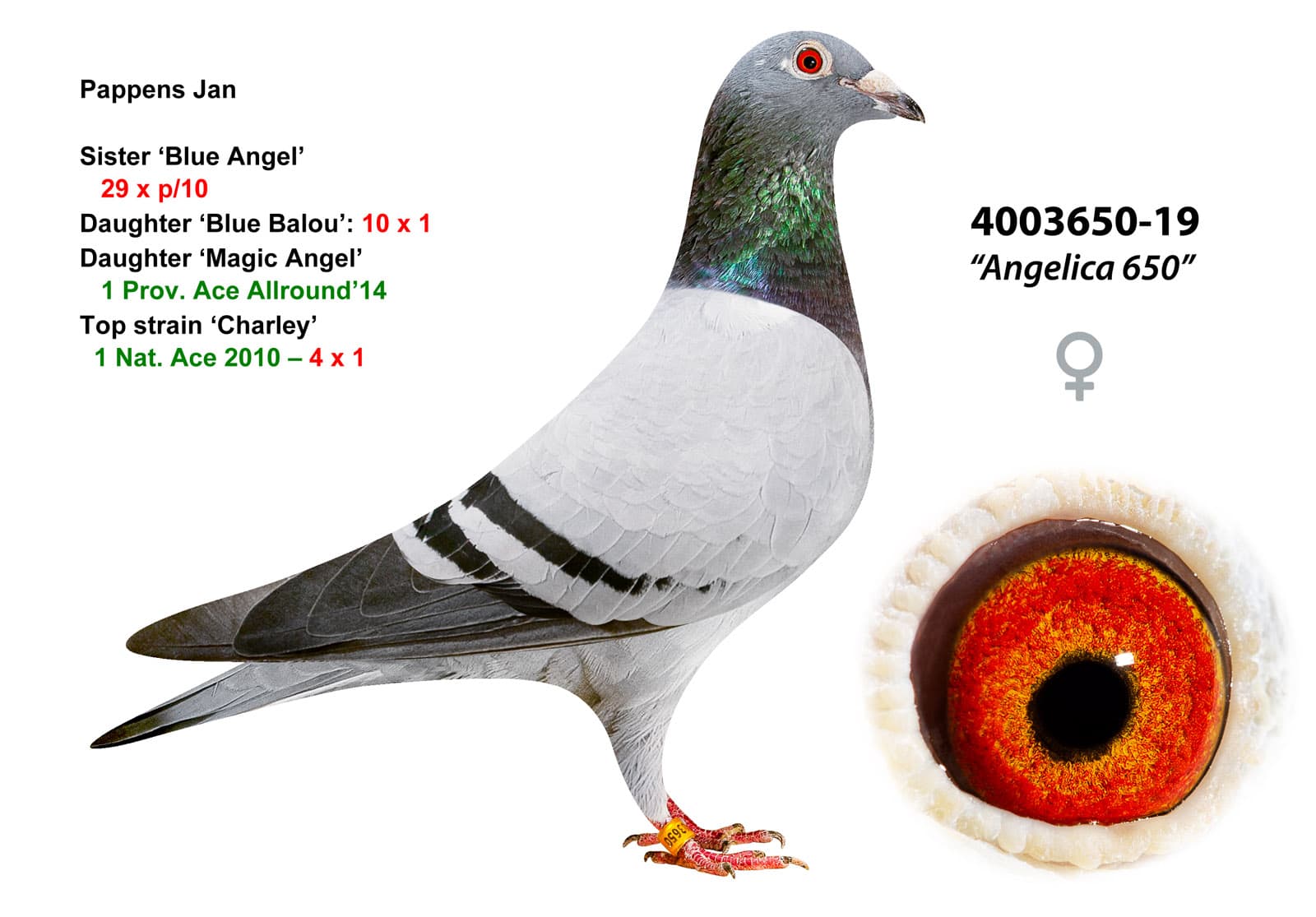 pigeon: undefined