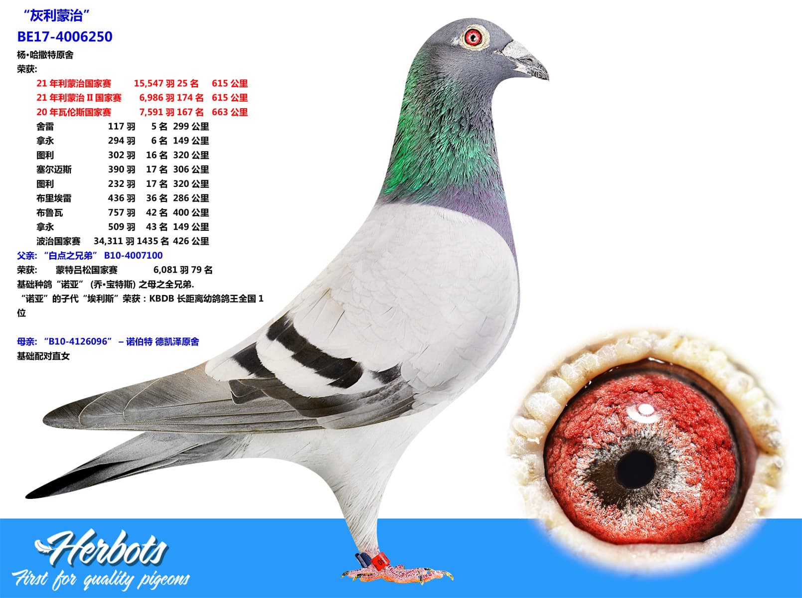 pigeon: undefined