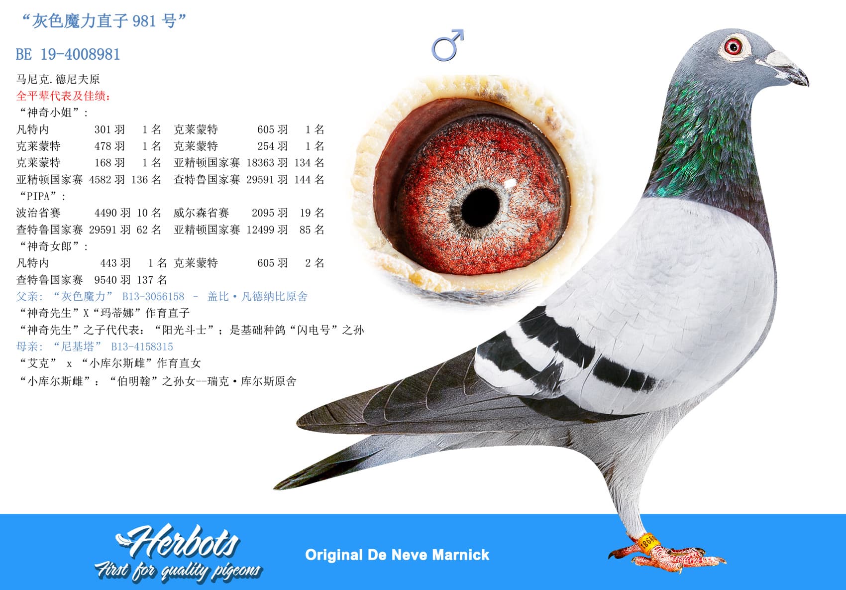 pigeon: undefined