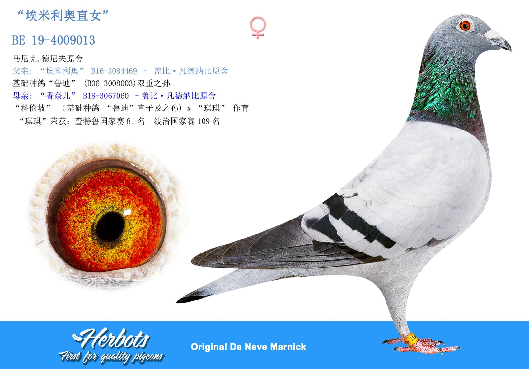 pigeon: undefined
