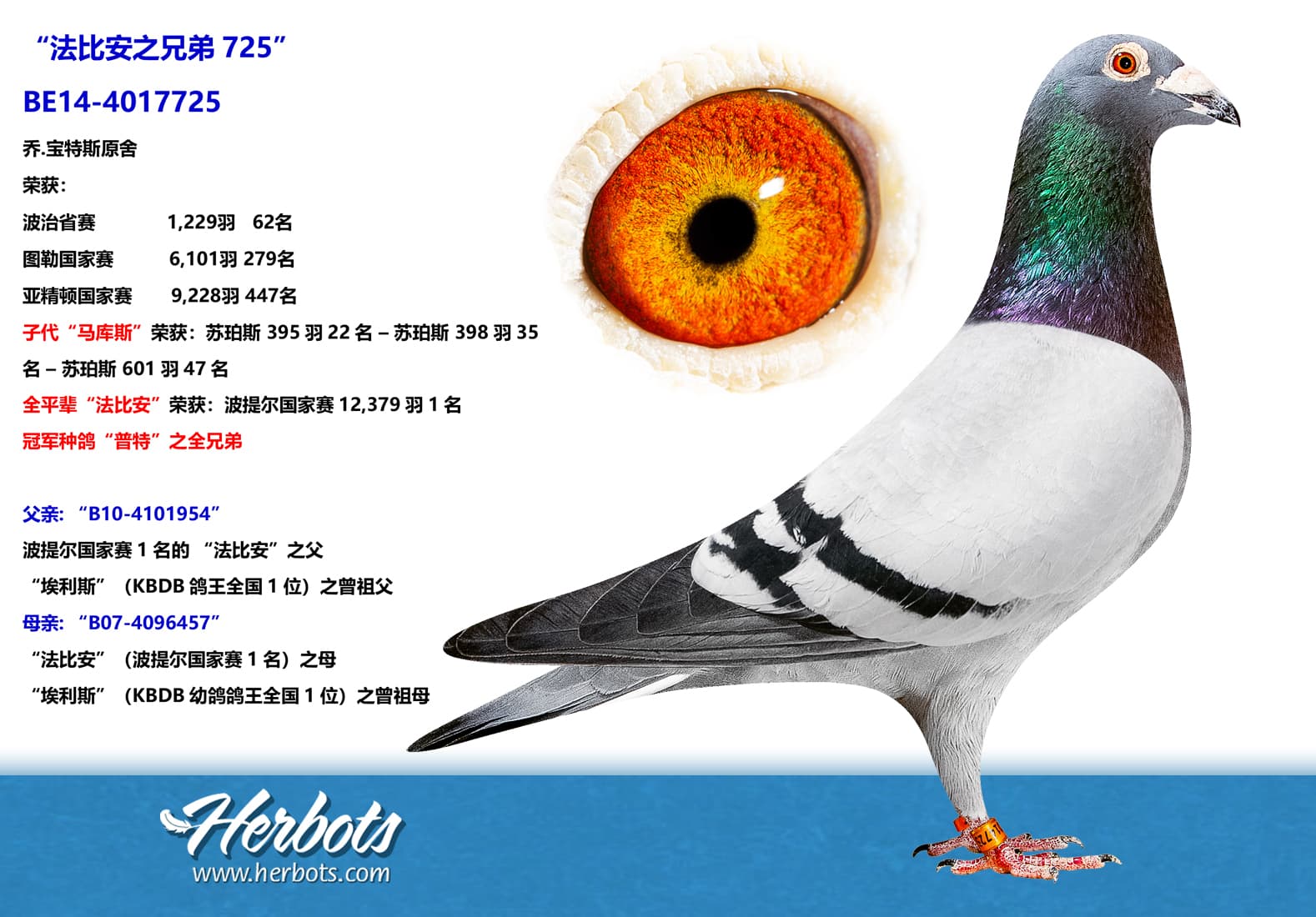 pigeon: “法比安之兄弟725”