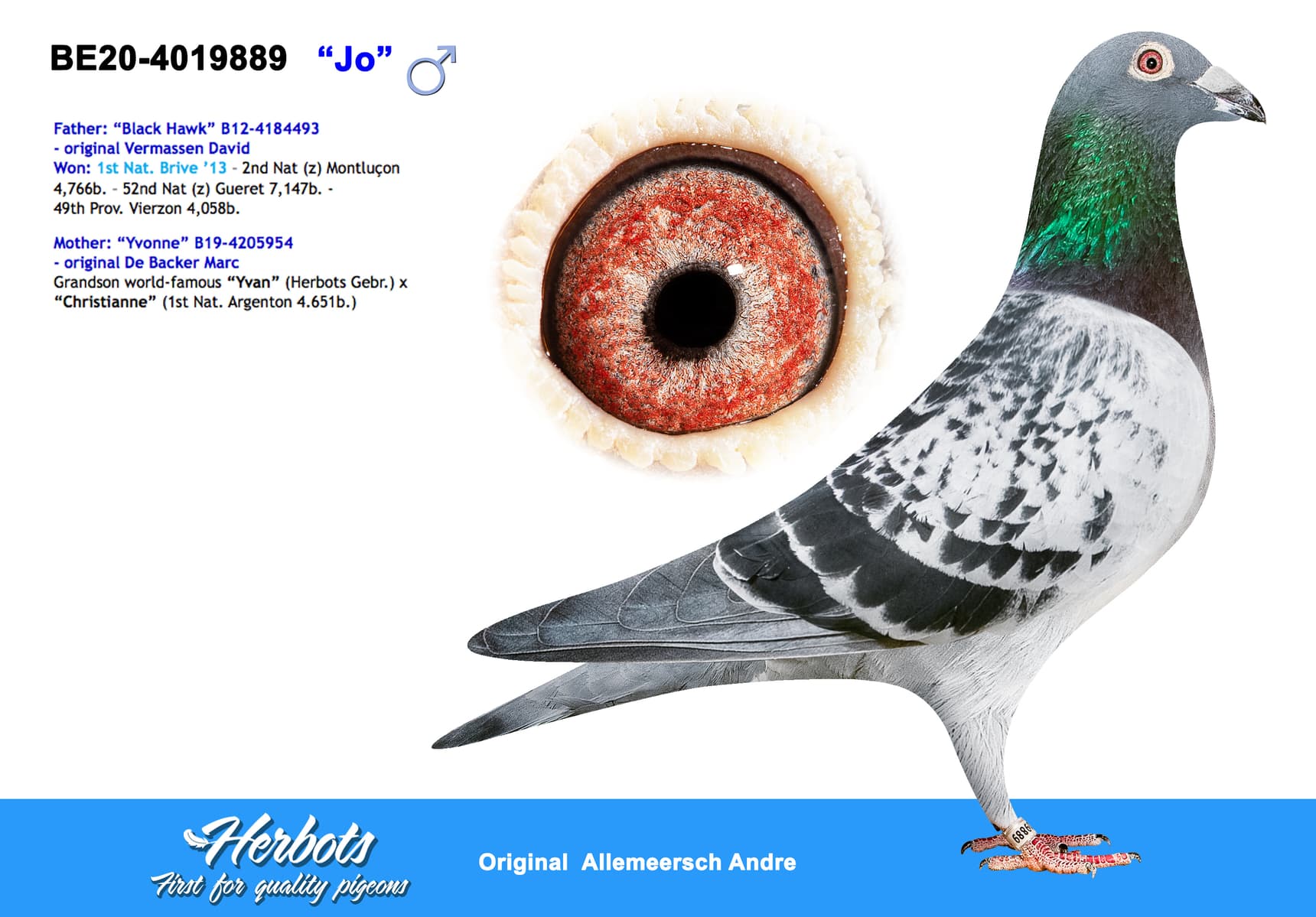 pigeon: undefined