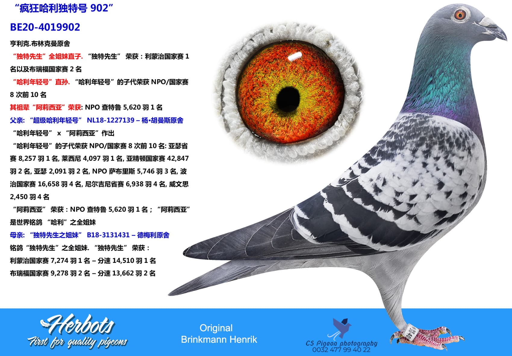 pigeon: “疯狂哈利独特号 902”