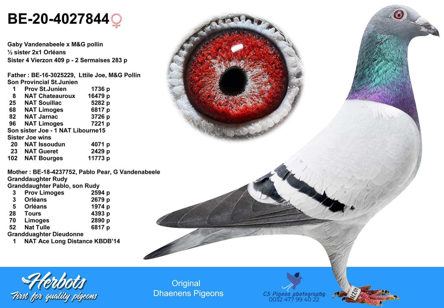 pigeon: undefined