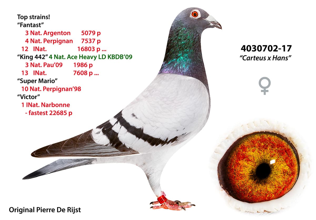 pigeon: undefined