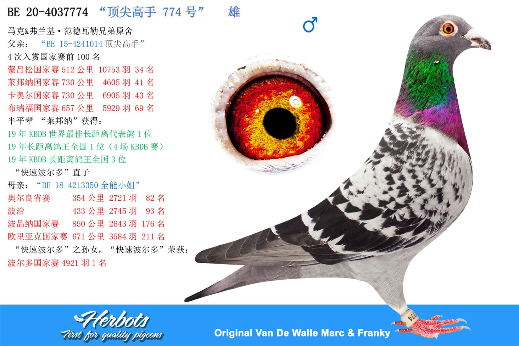 pigeon: “顶尖高手 774号”
