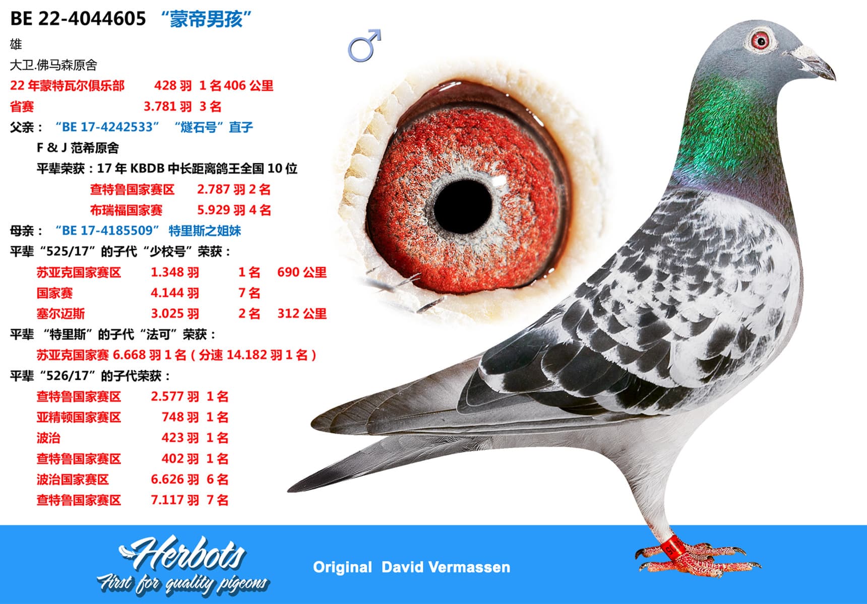 pigeon: “蒙帝男孩”