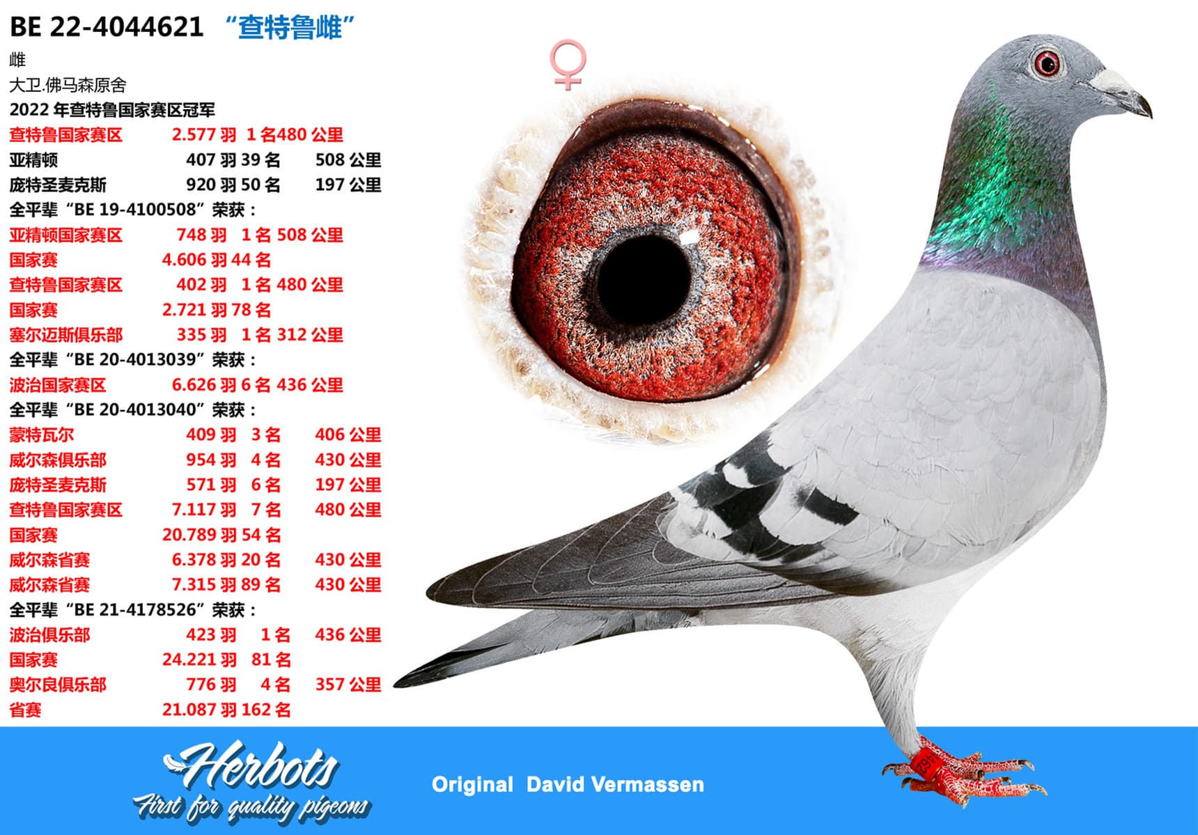pigeon: undefined