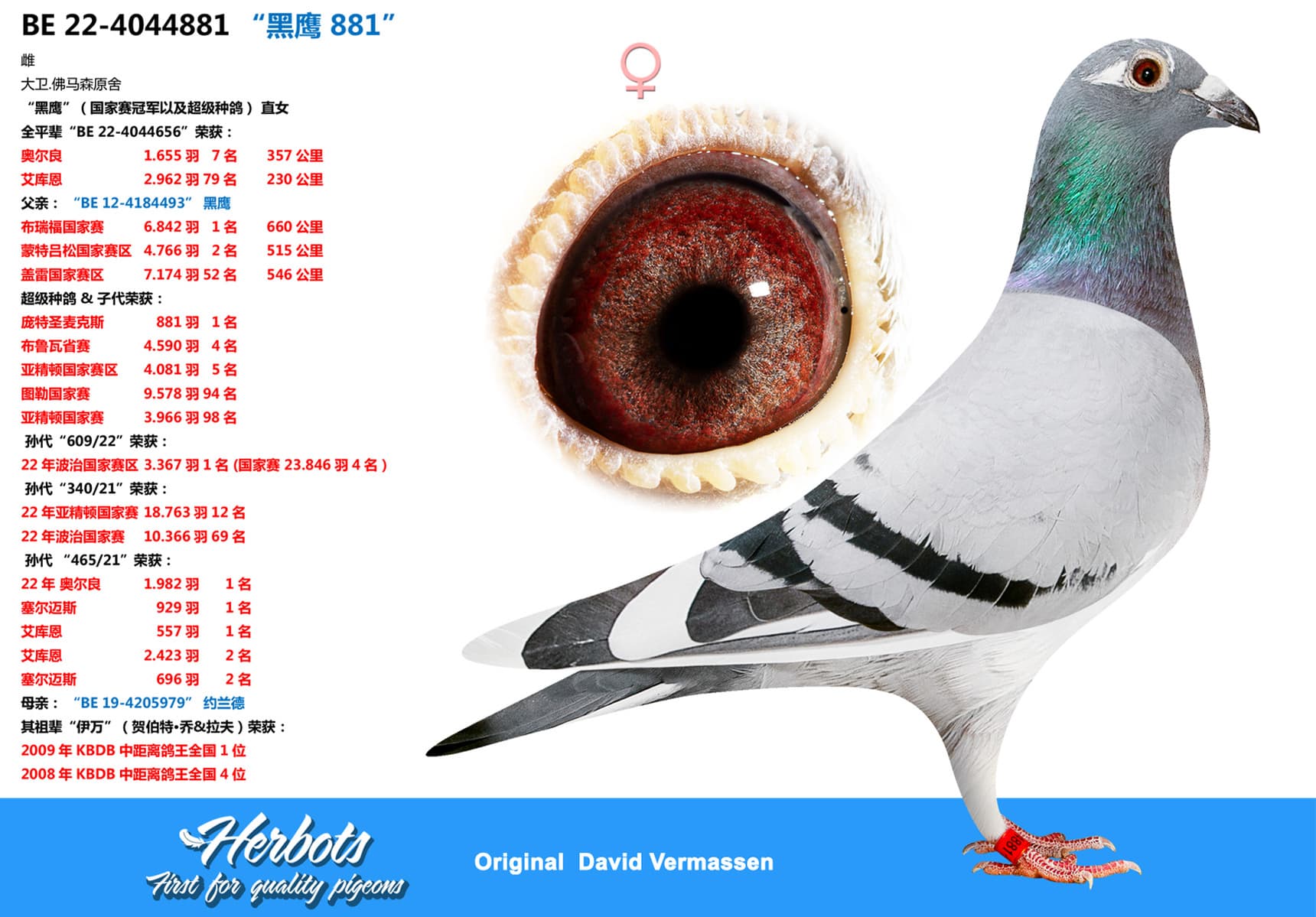 pigeon: “黑鹰 881”