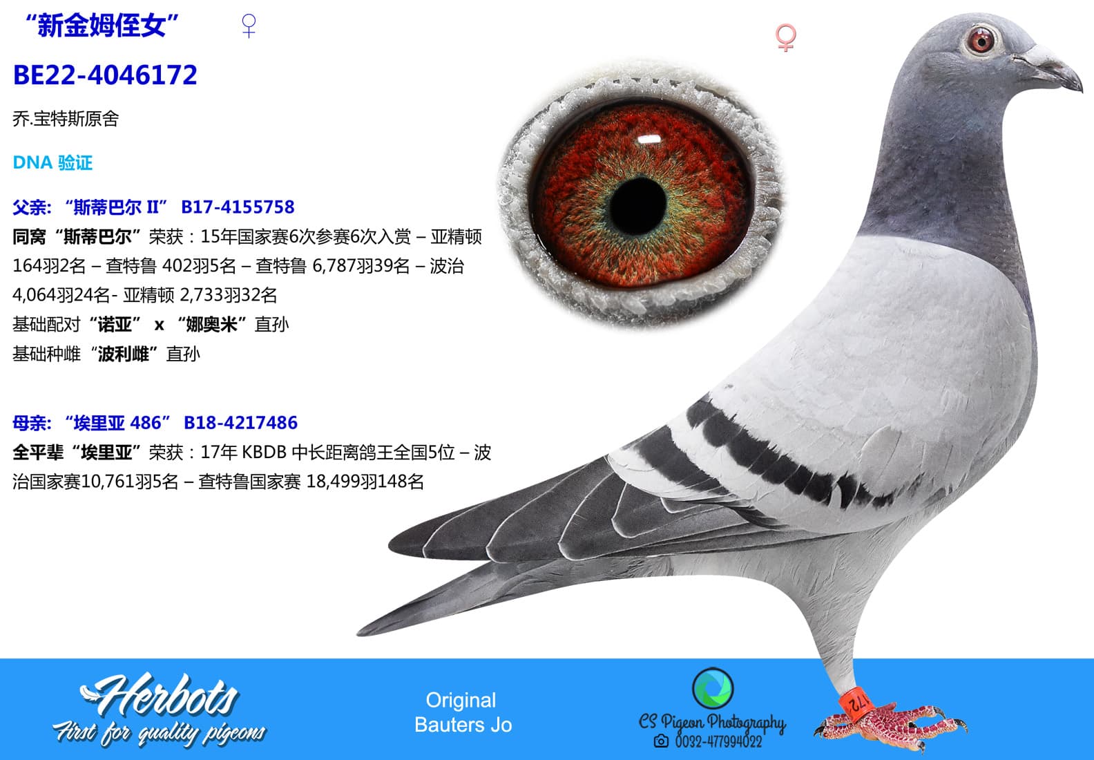 pigeon: undefined