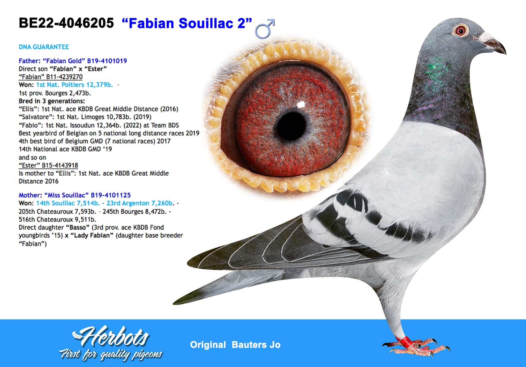 pigeon: “Fabian Souillac 2”
