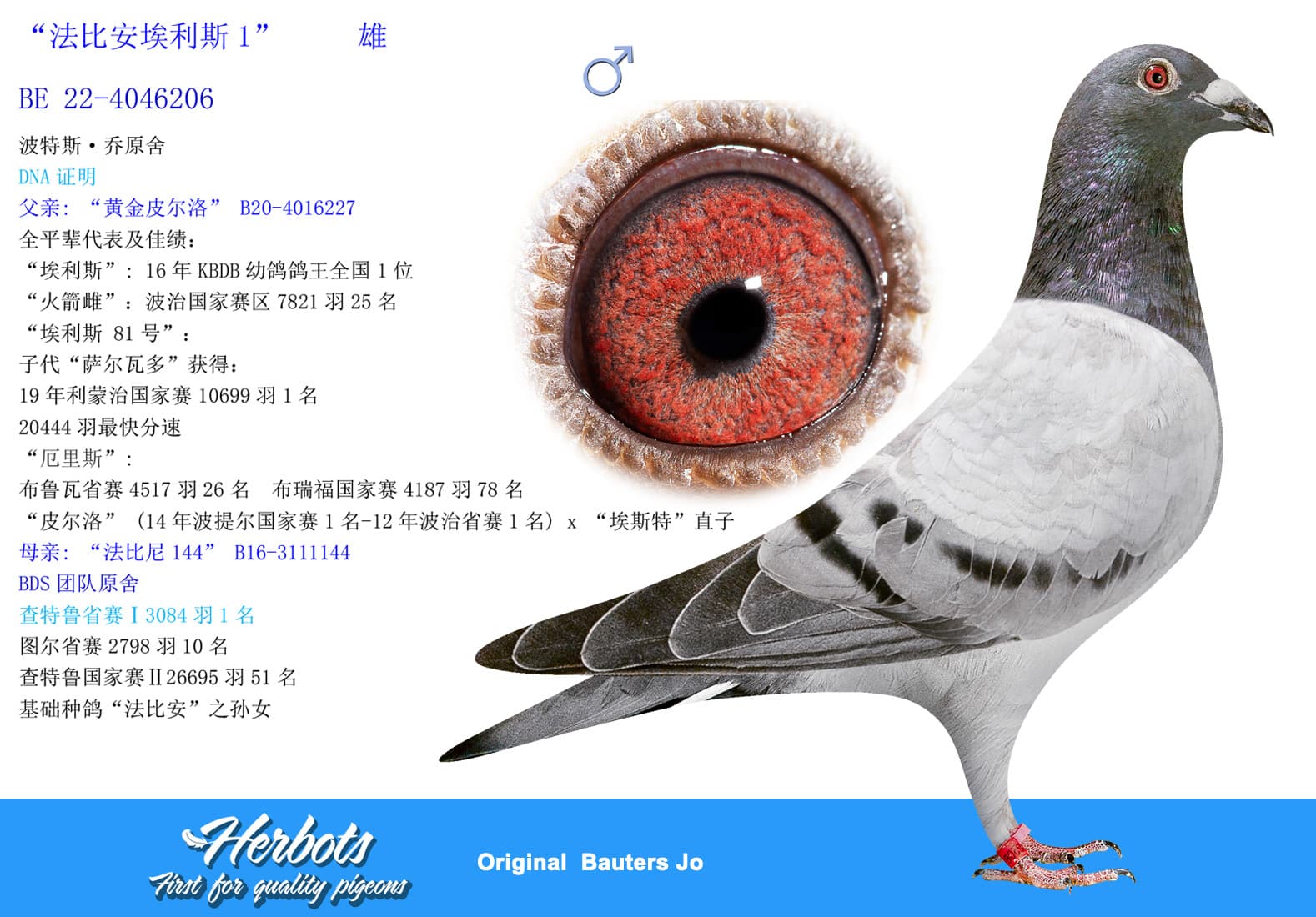 pigeon: “法比安埃利斯1”     雄