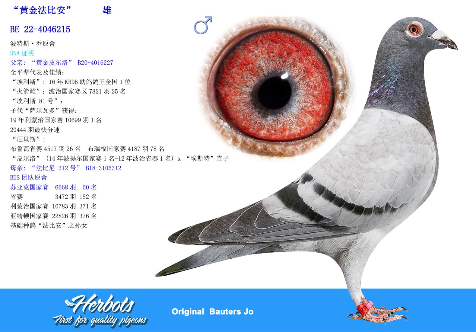 pigeon: undefined
