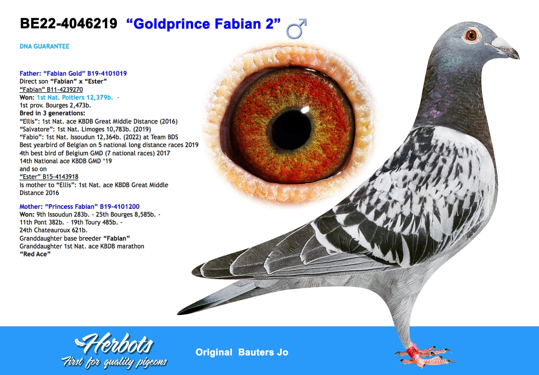 pigeon: “Goldprince Fabian 2”
