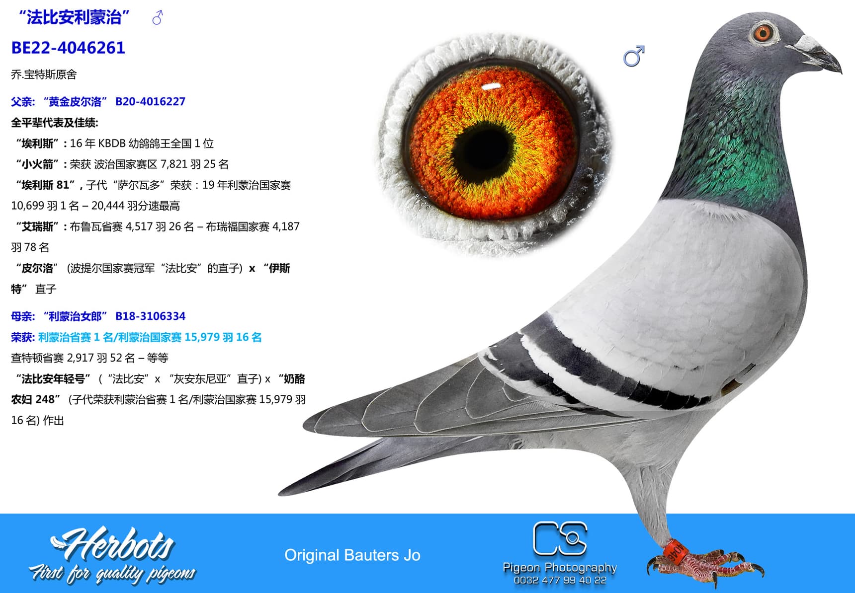 pigeon: “法比安利蒙治”