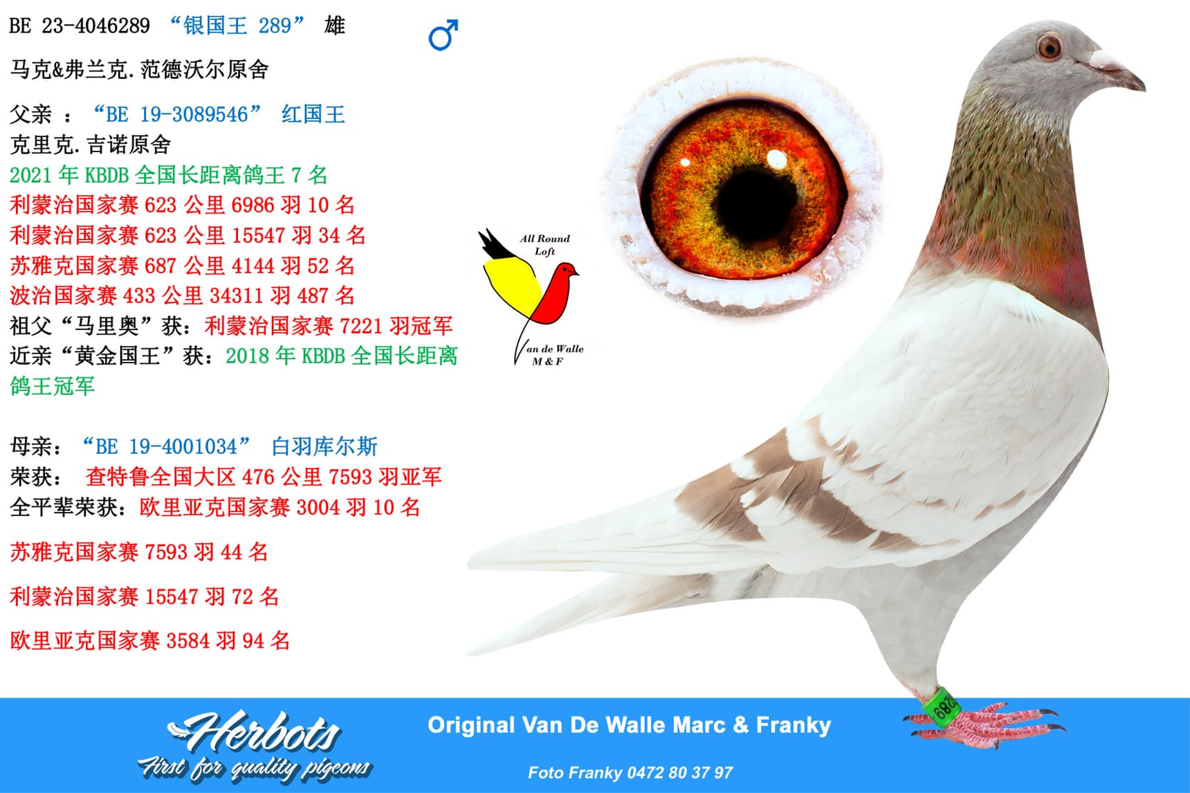 pigeon: “银国王 289”