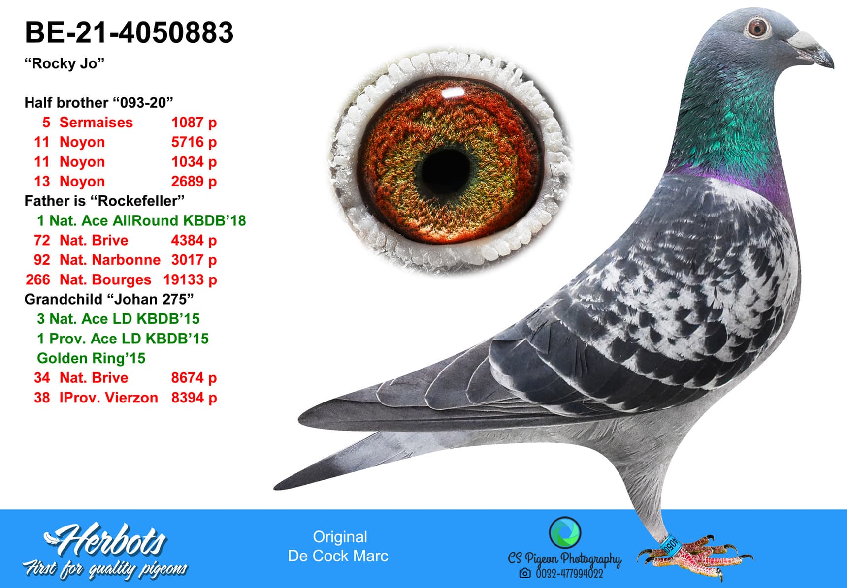 pigeon: undefined