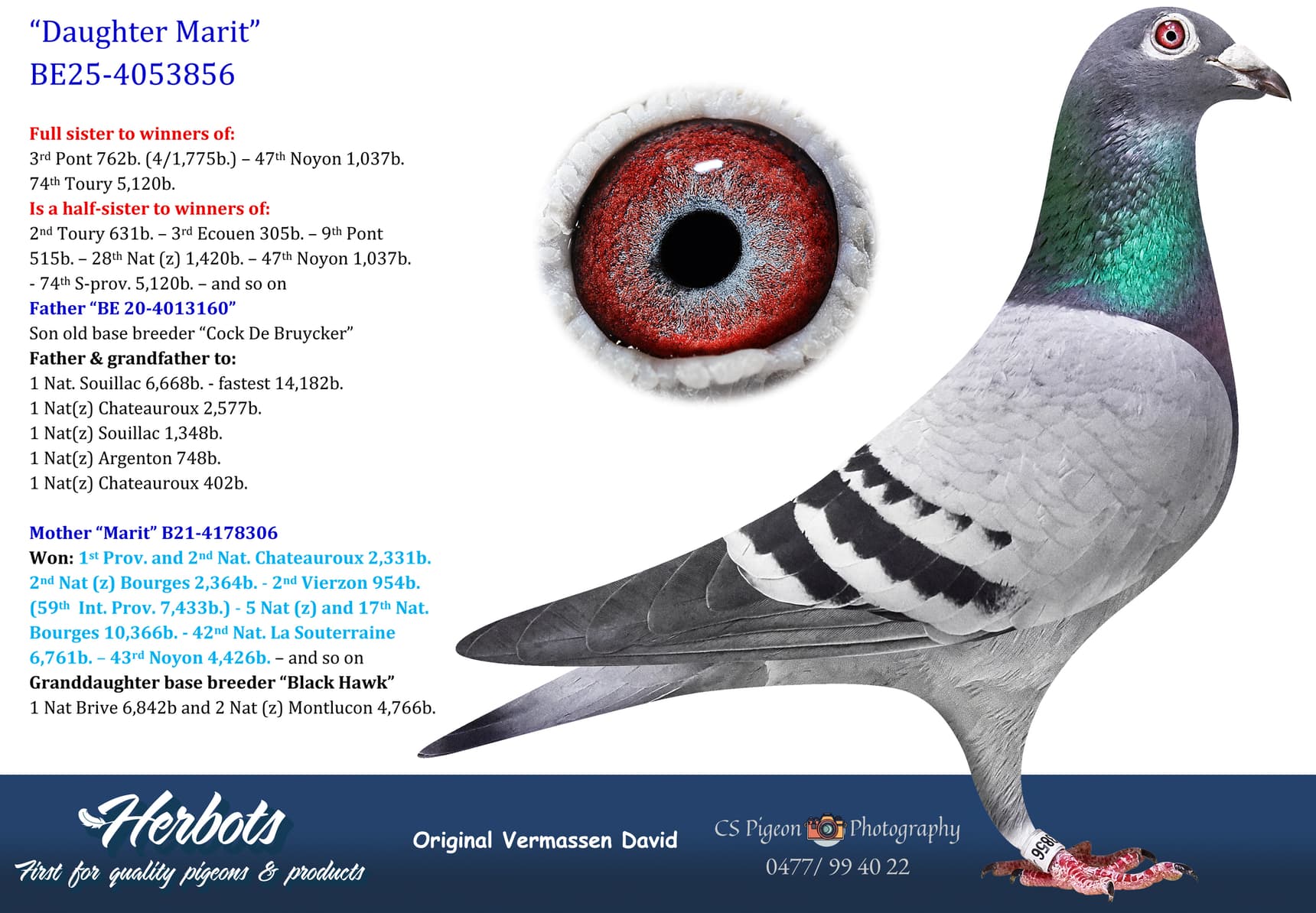 pigeon: undefined