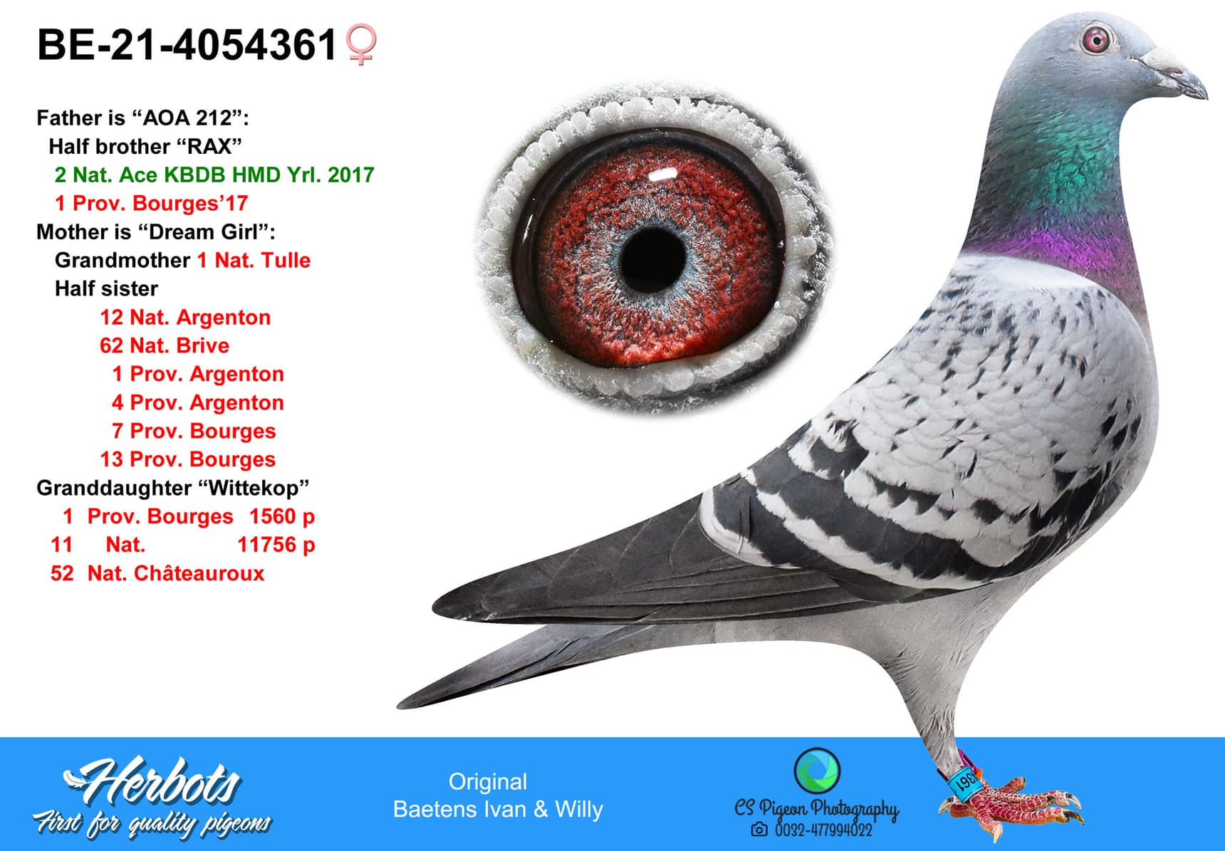 pigeon: undefined