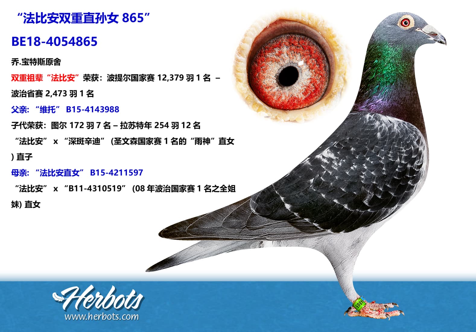 pigeon: undefined