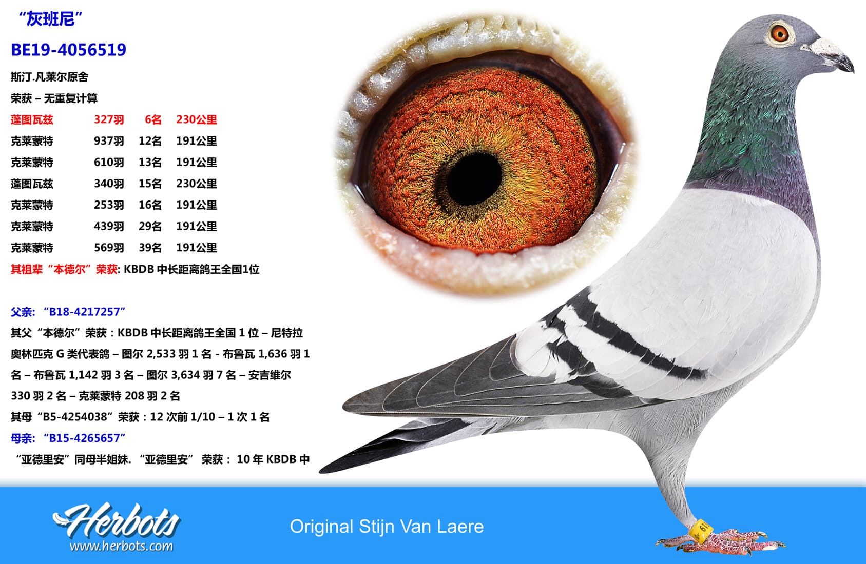 pigeon: “灰班尼”